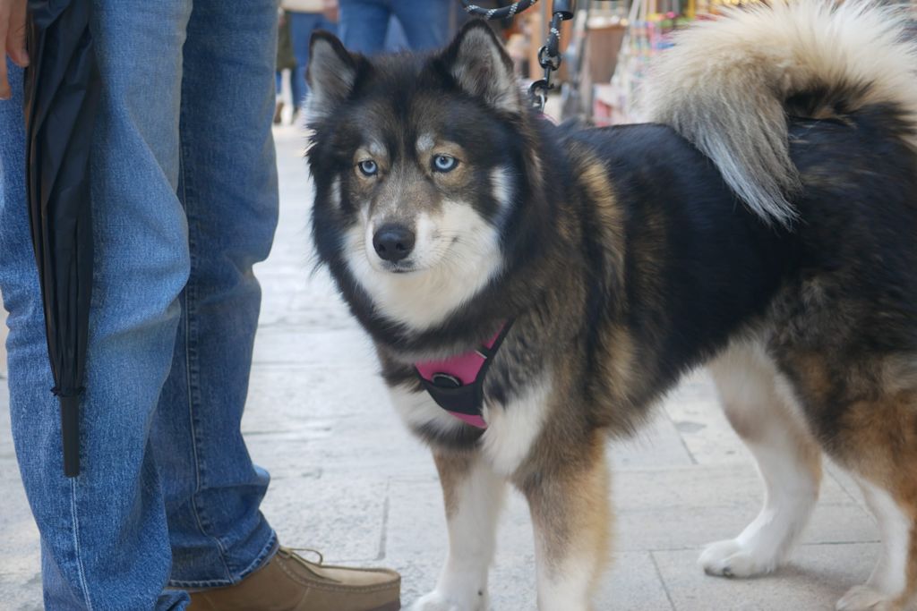 pomsky adulte