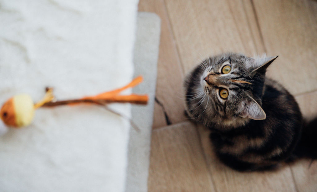 chat jouet