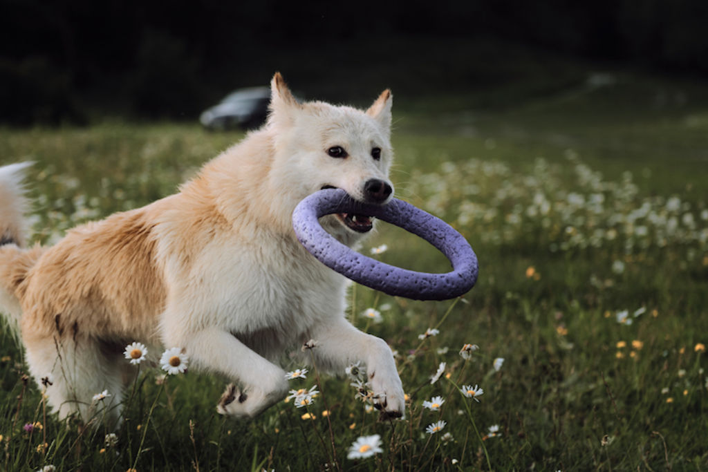 chien jeu