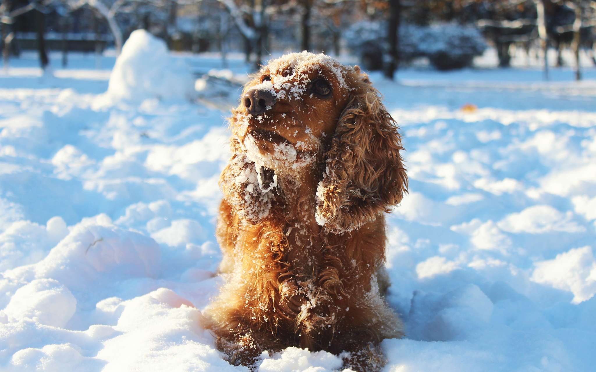 Protéger-son-chien-du-froid.jpg