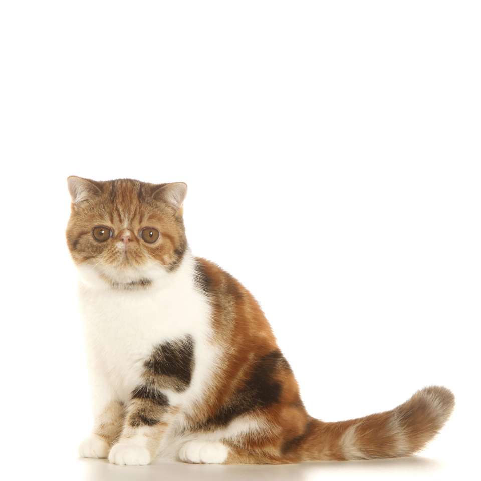 Exotic shorthair.jpg