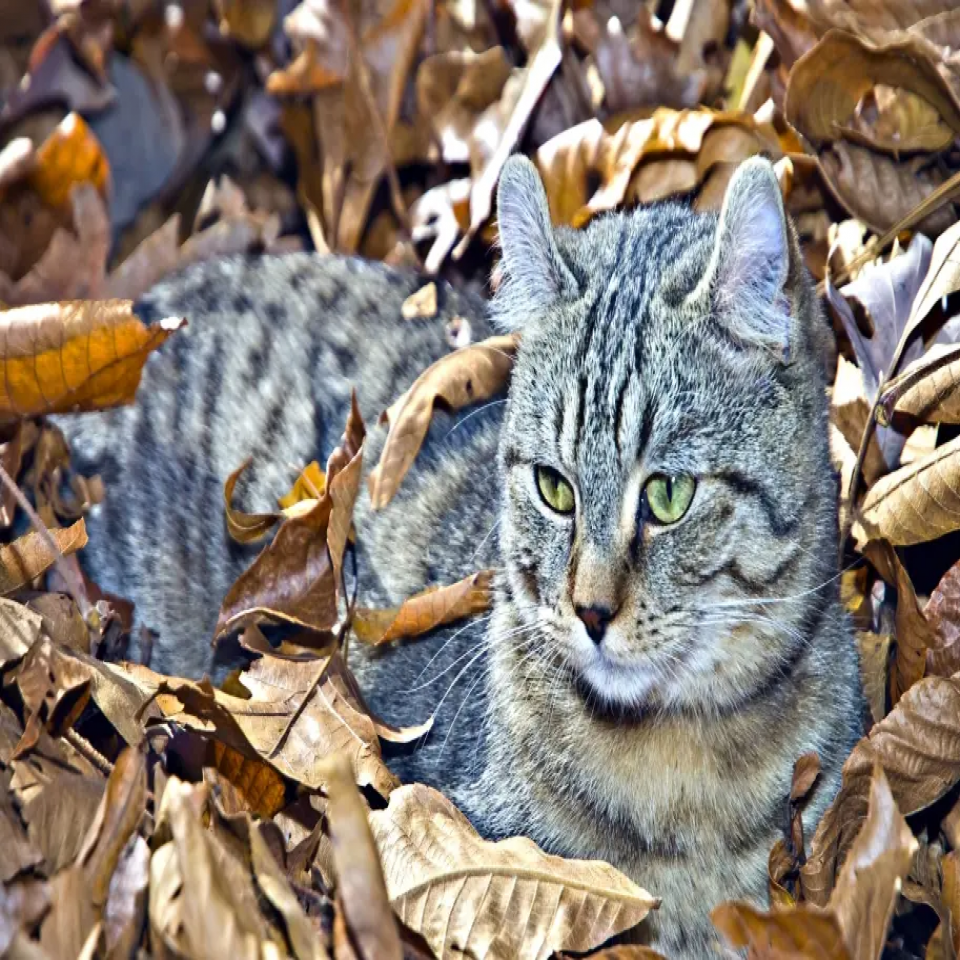 highland_lynx_race_chat.jpg