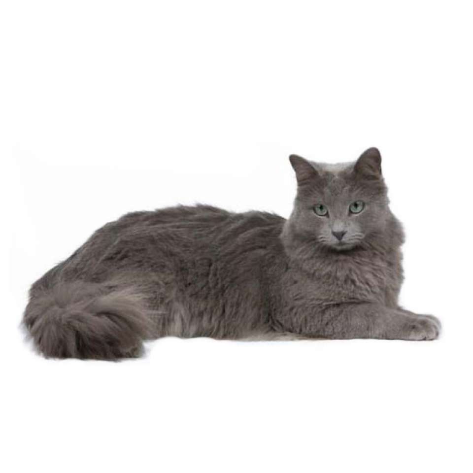 Nebelung 1.jpg