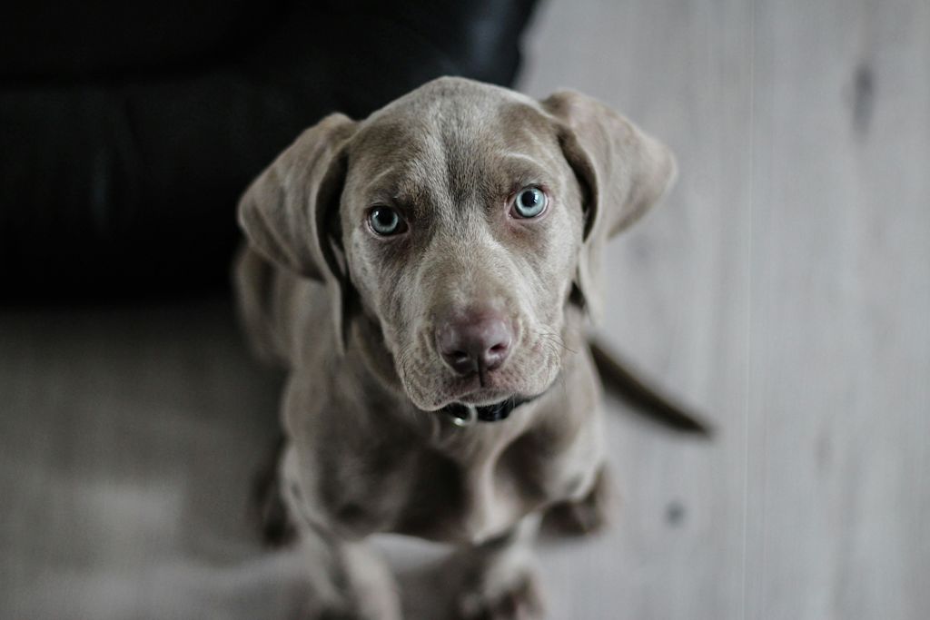 Jeune chien