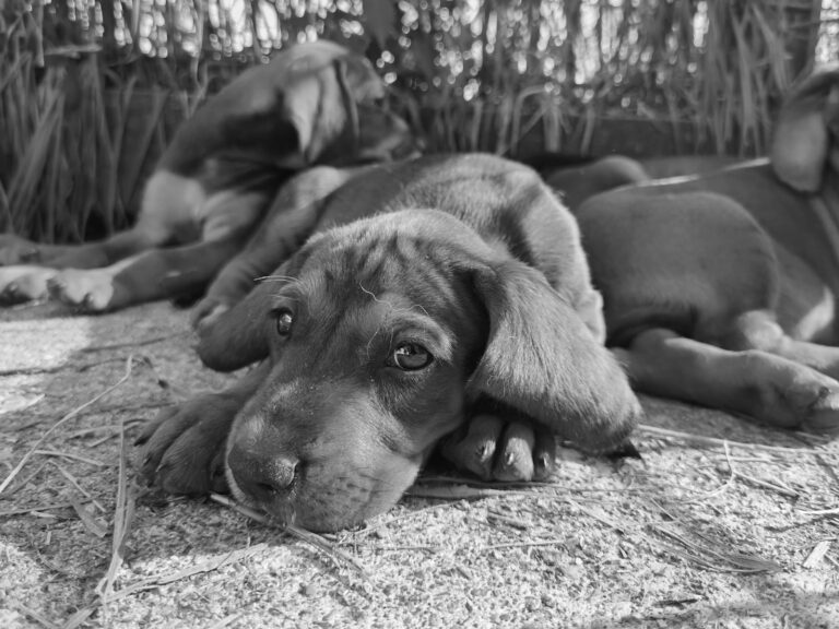 Vice rédhibitoire chez un chien : que faire ?