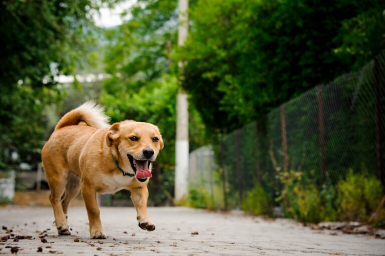 Reconnaître et traiter l&rsquo;ataxie du chien