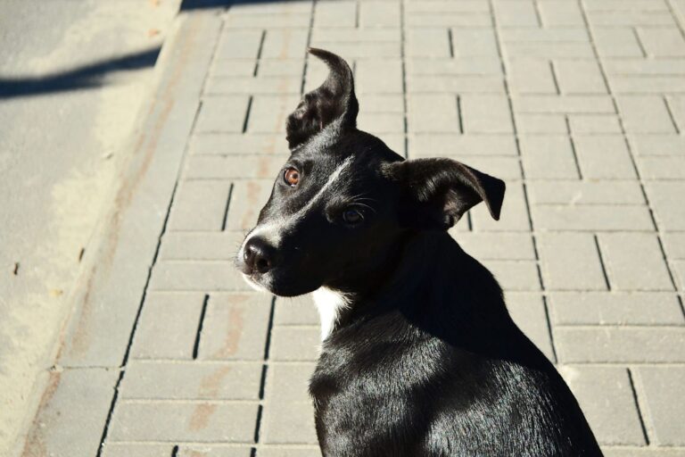 Dépister et traiter le circumanalome chez le chien