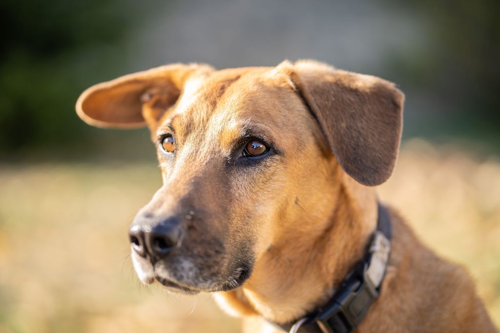 chien croise