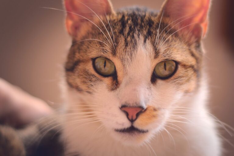 Gérer la phase terminale du sida du chat