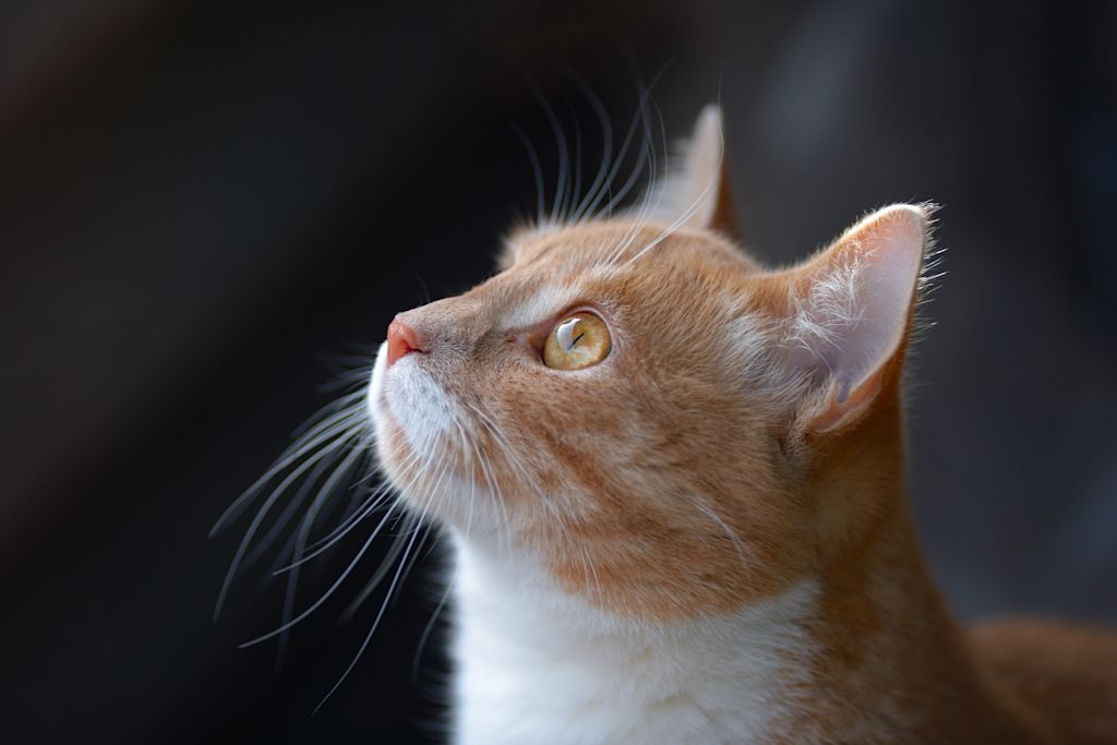 chat roux blanc