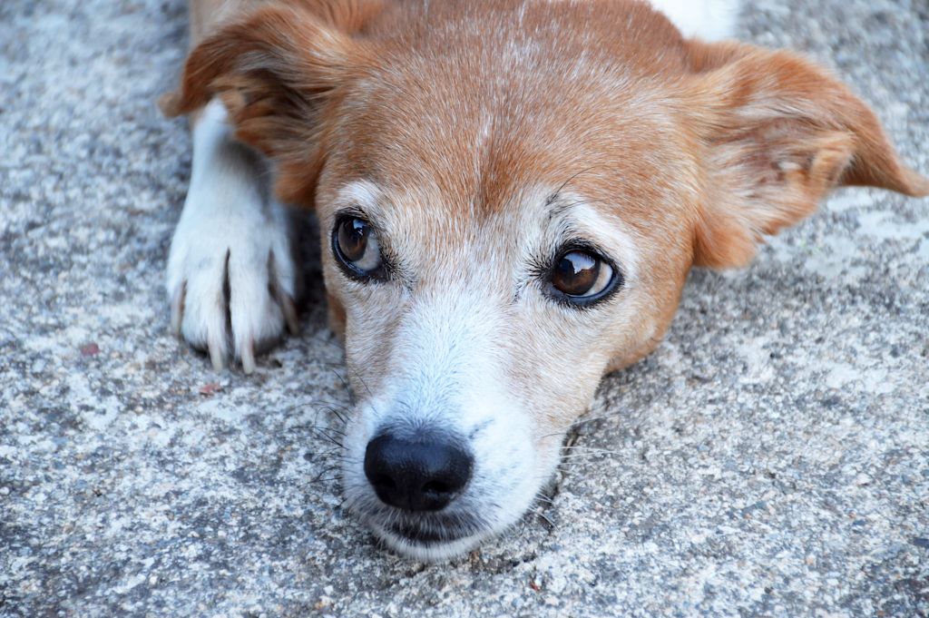 vieux chien allonge