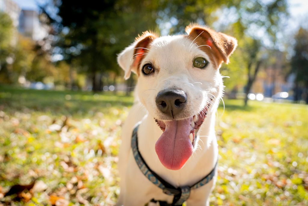 chien jack russell