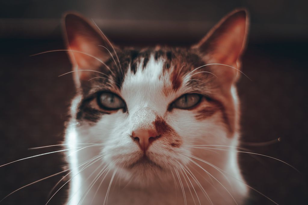 chat tigre et blanc