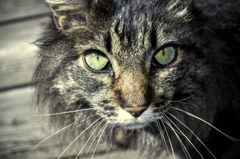 Reconnaître et traiter l&rsquo;hyperthyroïdie féline
