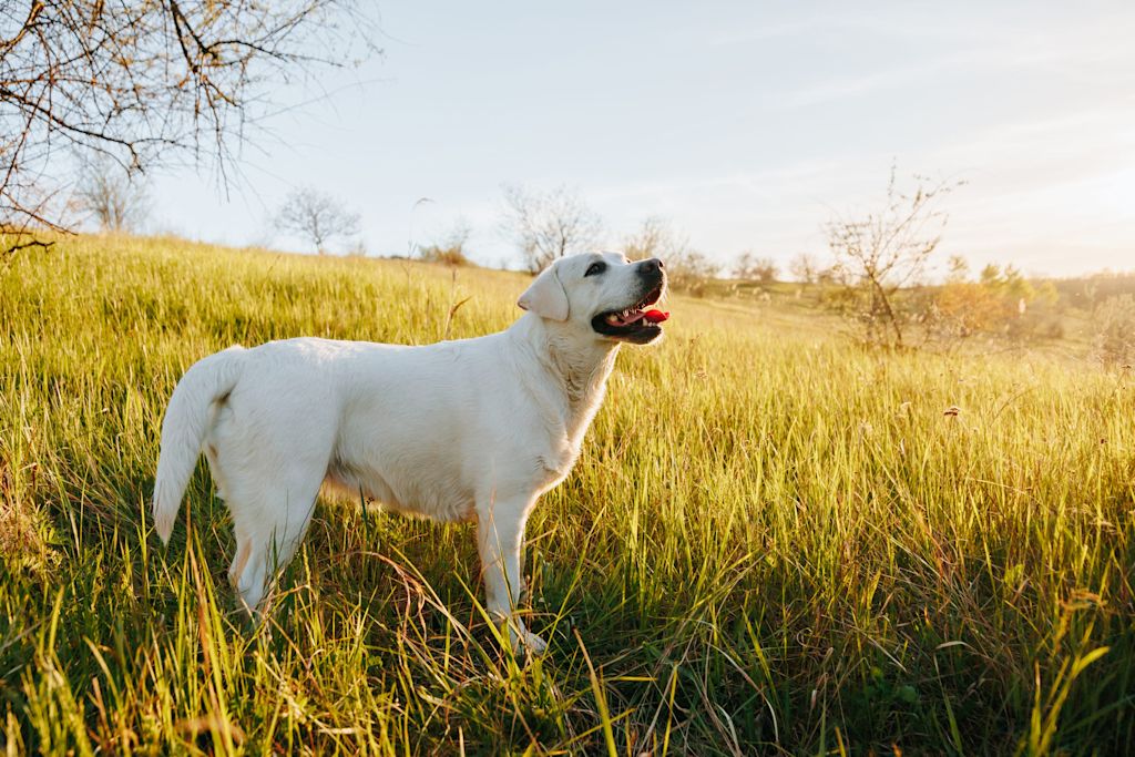 hanche labrador