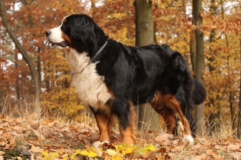 Dépister et prévenir la dysplasie de la hanche chez le chien