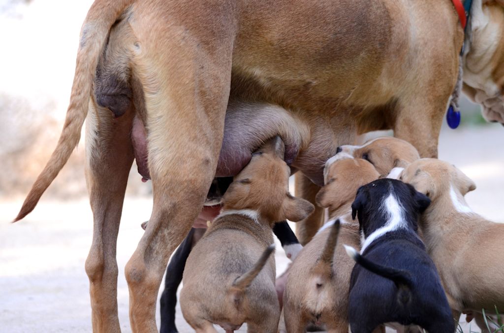 chiots t&egrave;tent mamelle