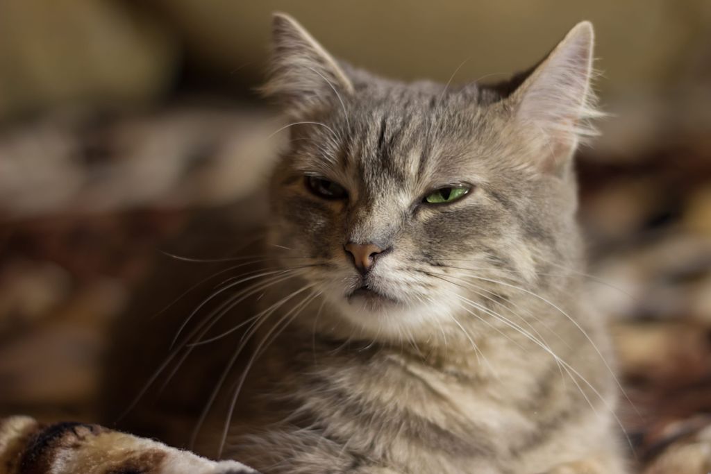 vieux chat gris