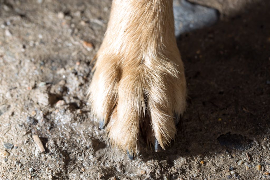 patte chien