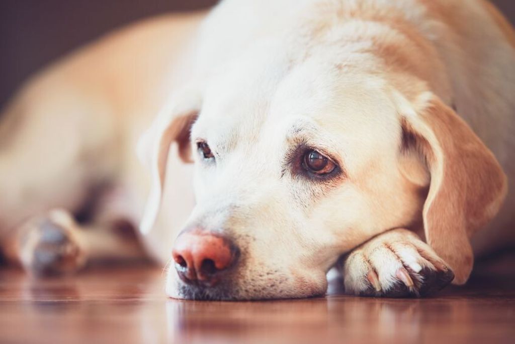 l'Arthrose canine : encore trop souvent sous-diagnostiquée