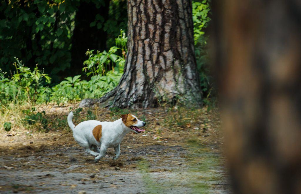 chien qui court