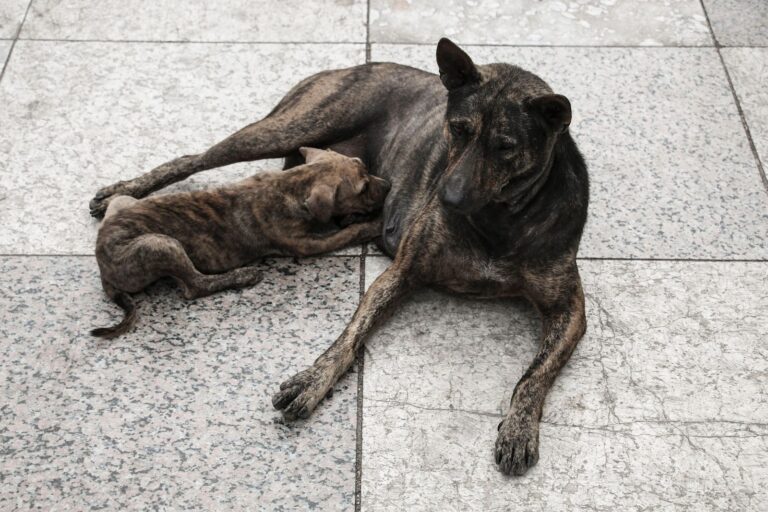 Reconnaître et traiter la mammite du chien