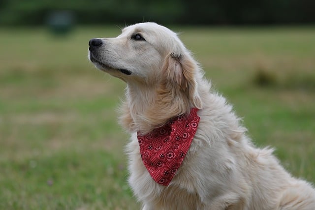 Chien Guide 1