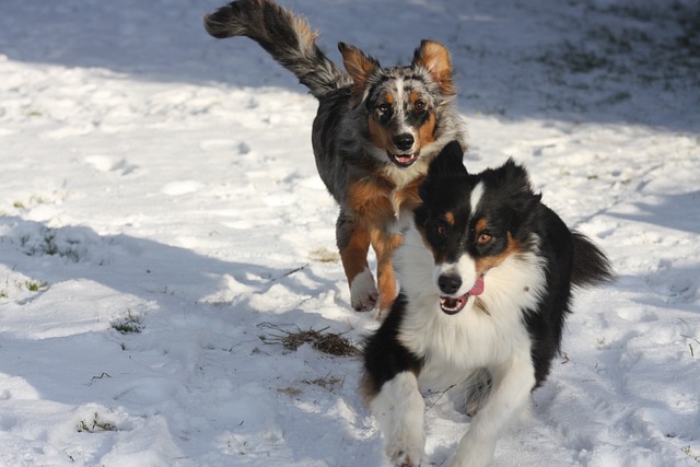 Chiens Australiens