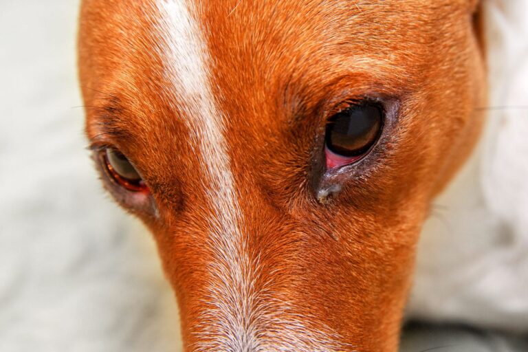 Mon chien a l&rsquo;oeil gonflé : que faire ? 