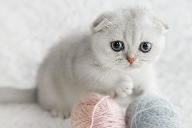 Chats mignons : découvrez notre Top 10 !