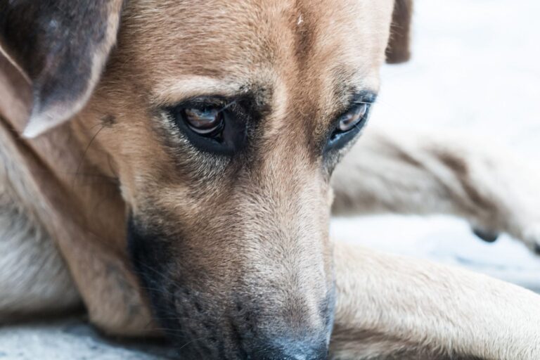 Zoophilie : une déviance dont les animaux sont victimes