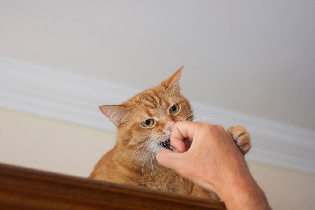 chat qui mord