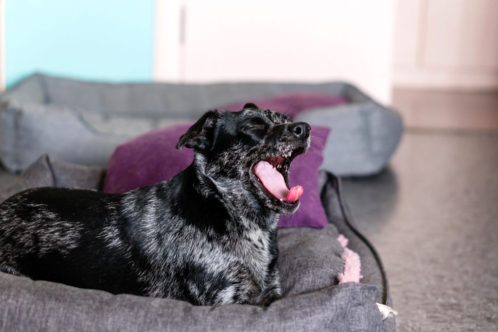 chien qui baille