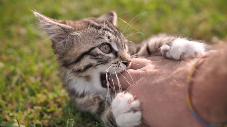 Morsure de chat : attention danger