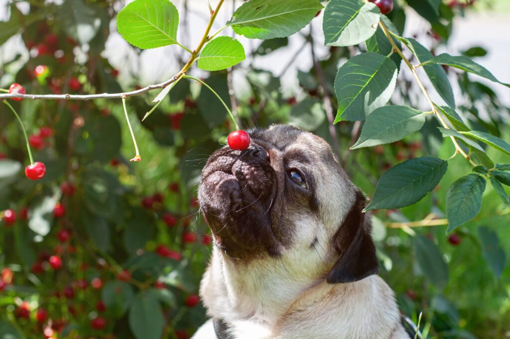 Quels fruits sont interdits aux chiens ?