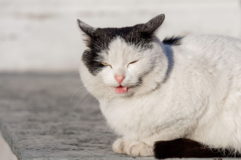 chat bouche ouverte