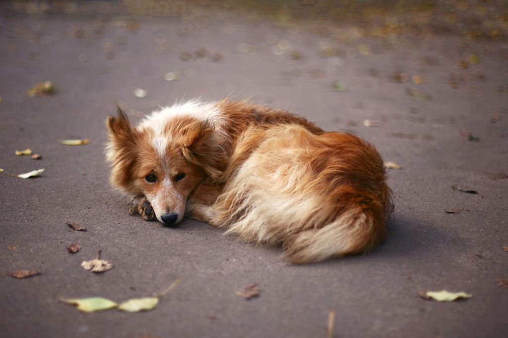chien triste couche
