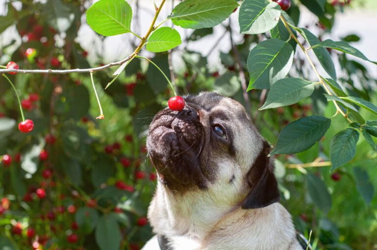 Quels fruits sont interdits aux chiens ?