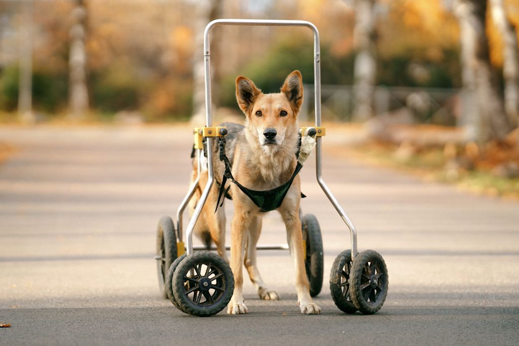 chien en fauteuil roulant