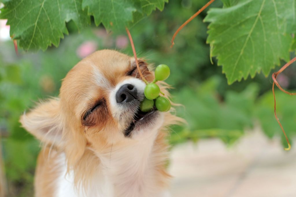 chihuahua et raisin
