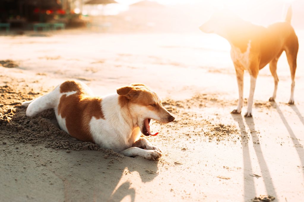 chien qui baille face a une autre chien