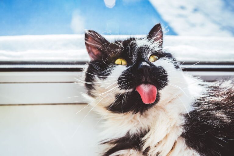 Chat qui tire la langue : pourquoi ?