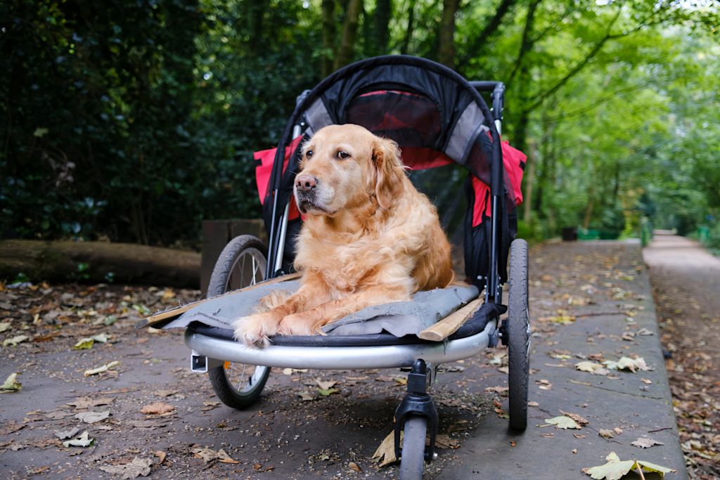 chien en poussette