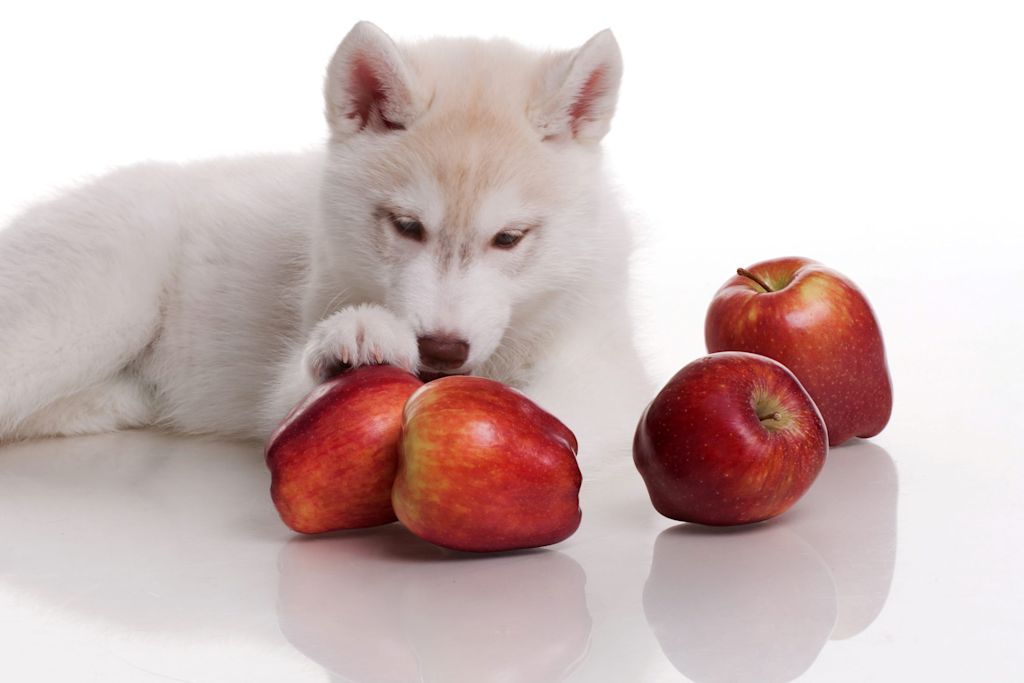 chiot et pommes