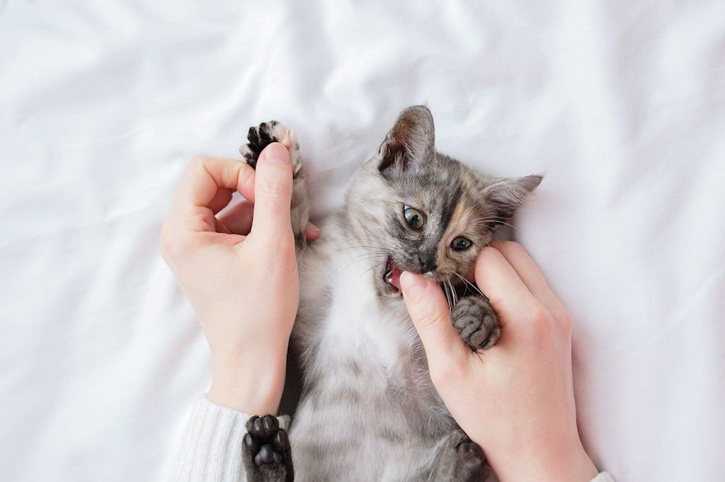joli chaton qui mord