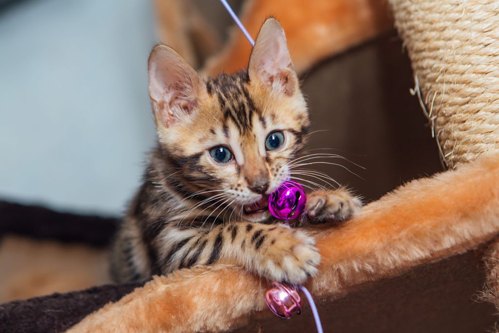 chat bengal