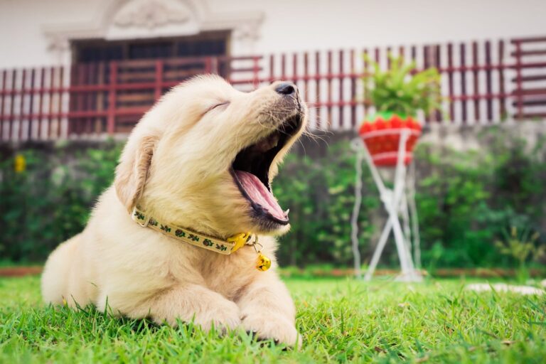 Chien qui baille : que cela signifie-t-il ? 