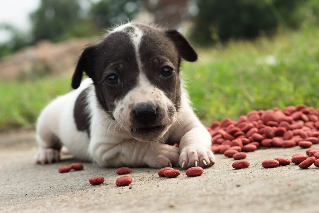 chiot handicape