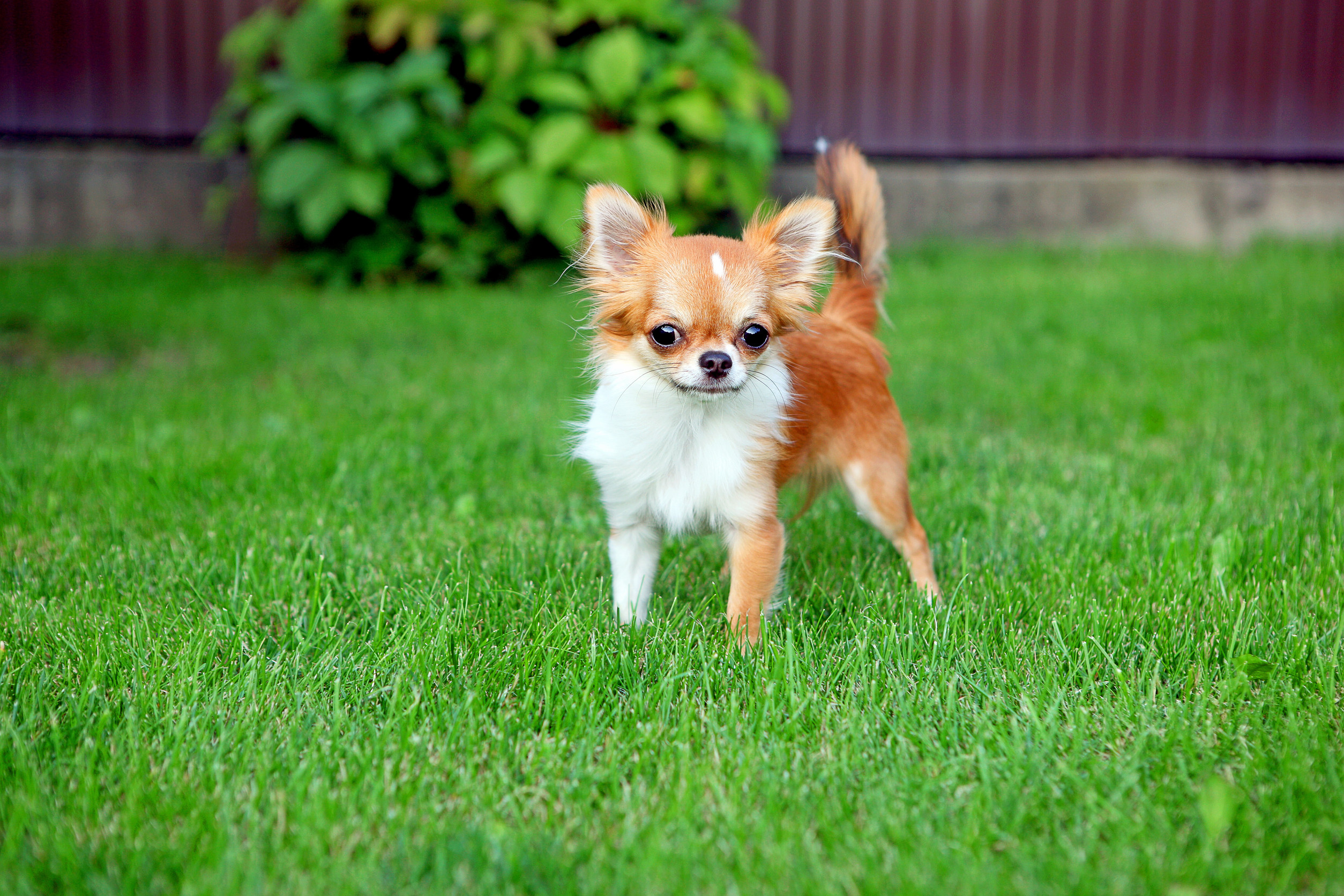 Cute Tiny Chihuahua Puppy Outdoors, Standing On The Lawn