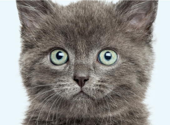 Cat Bb